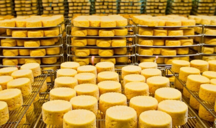 В 2019 году башкирские сырзаводы произведут более 13 тысяч тонн продукции