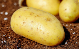 В Башкирии запустят программу поддержки выращивающих картофель самозанятых