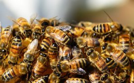 Федеральный этап Всероссийского конкурса профмастерства «Лучший пчеловод» стартовал в Уфе