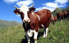 В Башкортостане разрабатывается долгосрочная программа по поддержке молочного животноводства