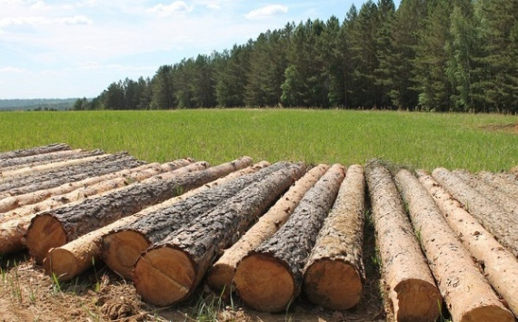 Доля лесной отрасли занимает 1,5% башкирской экономики