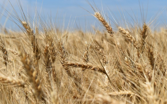 В России сократился экспорт пшеницы и ячменя