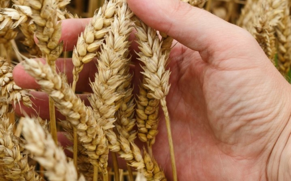 В Башкирии закупочные цены на зерно выросли на 20%
