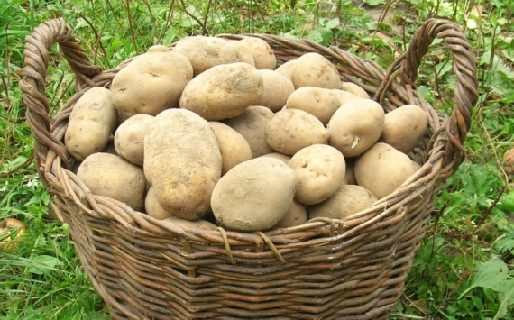 В России нашли способ добиться снижения цен на картофель и другие овощи