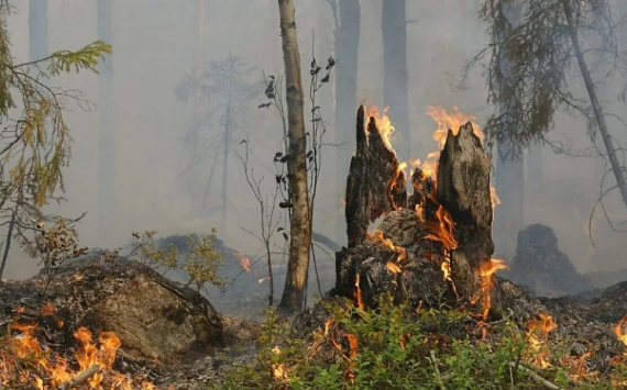 Власти Башкирии ищут 11,4 млн рублей на тушение лесных пожаров