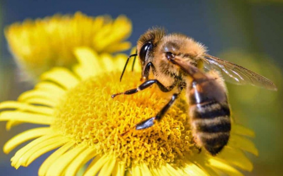 Власти Башкирии поддержат ишимбайских пчеловодов из-за проекта французов