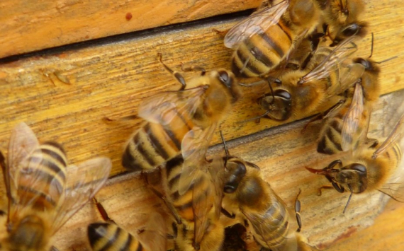 В Башкирии введут субсидии для поддержки бортевого пчеловодства