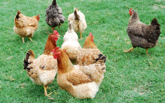В Башкирии возобновила работу ранее законсервированная птицефабрика