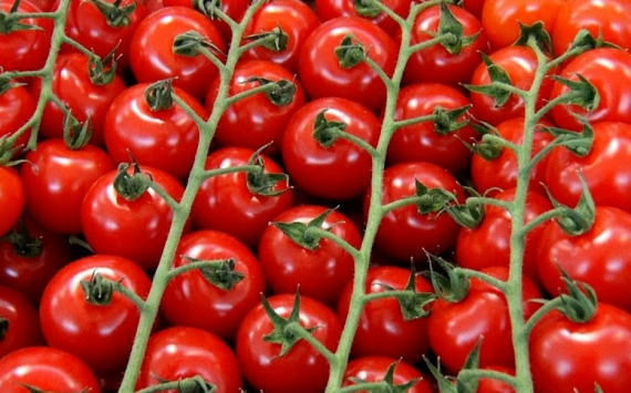 В Башкирии инвестор запустит тепличный комплекс по выращиванию томатов