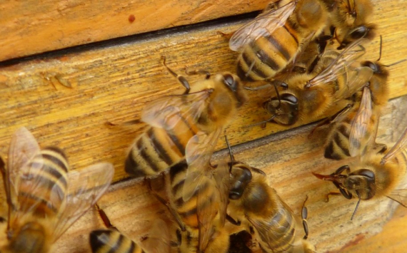 Башкирия займется воссозданием белорусской породы пчел