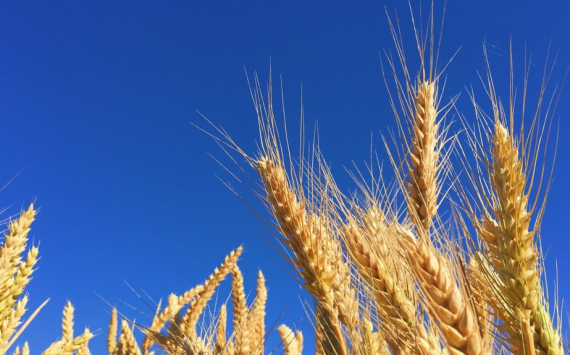 Хабиров: Башкирия не побьет рекорд по сбору зерна