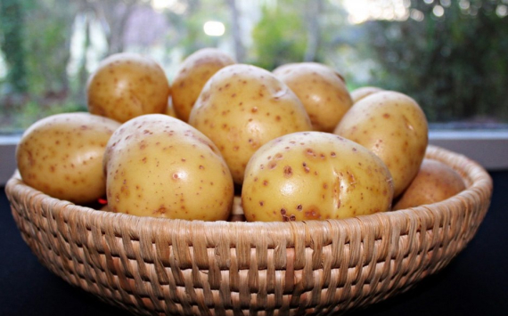 В Башкирии расширят поддержку производителей картофеля и других овощей