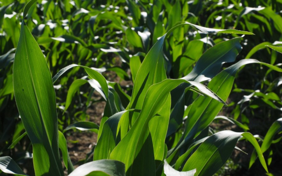 Китай заинтересовался импортом кукурузы из Башкирии