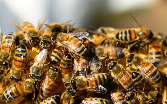 Федеральный этап Всероссийского конкурса профмастерства «Лучший пчеловод» стартовал в Уфе