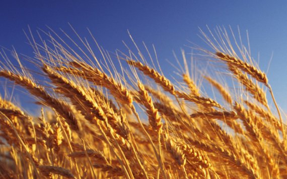 Россия впервые вышла на второе место в мире по экспорту зерна‍