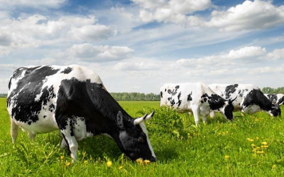 Башкирским фермерам разрешили покупать крупный рогатый скот в лизинг